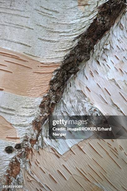 himalayan birch (betula utilis jaquemontii), bark, hanover, lower saxony, germany - himalayan birch stock pictures, royalty-free photos & images