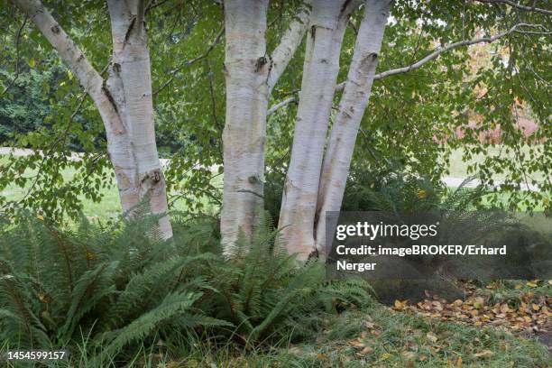 himalayan birch (betula utilis jaquemontii), hanover, lower saxony, germany - himalayan birch stock pictures, royalty-free photos & images