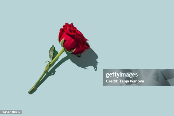 red rose flower on blue background. romantic valentines holidays concept. valentine's day greeting card. flat lay, top view, copy spacey - rosa foto e immagini stock