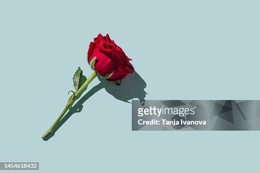 Red rose flower on blue background. Romantic Valentines holidays concept. Valentine's day greeting card. Flat lay, top view, copy spacey