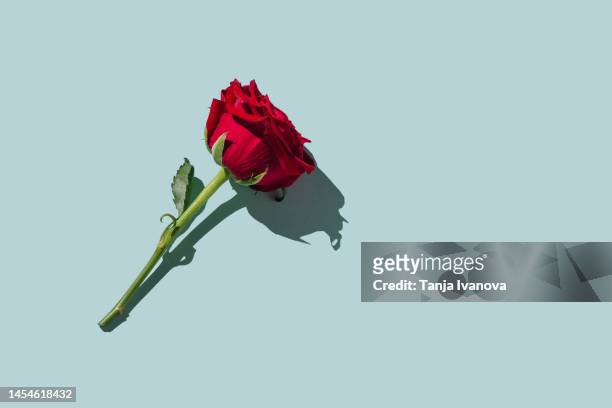 red rose flower on blue background. romantic valentines holidays concept. valentine's day greeting card. flat lay, top view, copy spacey - valentines day bildbanksfoton och bilder