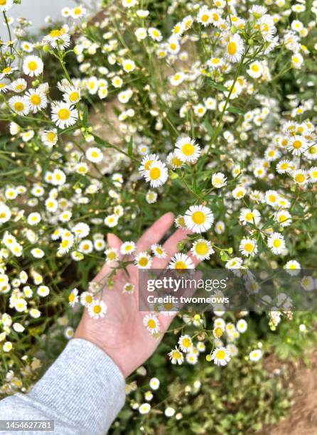 ariel view women’s hand holding wild flowers. - margarida imagens e fotografias de stock