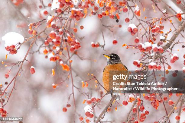 american robin in winter - robin stock pictures, royalty-free photos & images