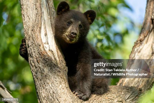 black bear cub in tree - bear cub stock pictures, royalty-free photos & images