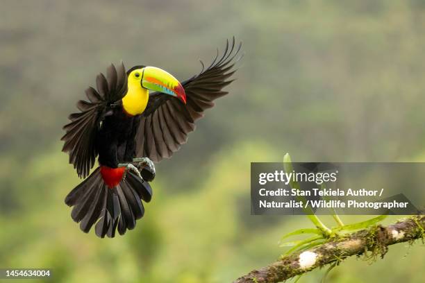 keel-billed toucan in flight, flying, landing - toucan 個照片及圖片檔