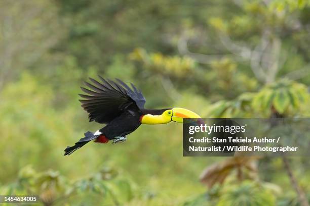 keel-billed toucan in flight, flying, - costa rica toucan stock pictures, royalty-free photos & images