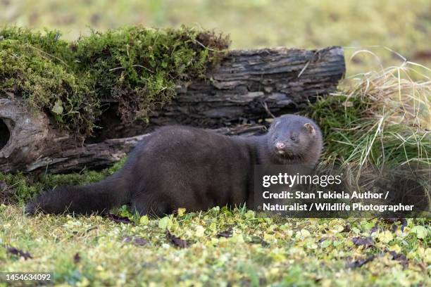mink, american mink, - mustela vison stock pictures, royalty-free photos & images