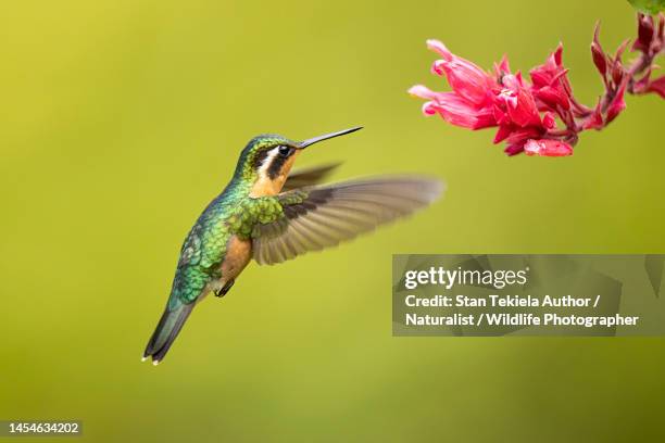 purple-throated mountain-gem female in flight - purple throated mountain gem stock pictures, royalty-free photos & images