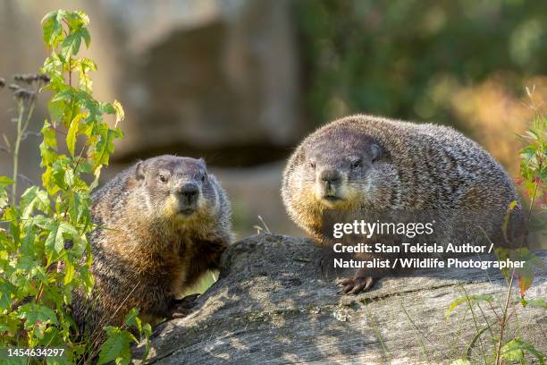 woodchuck pair together - accouplement animal photos et images de collection