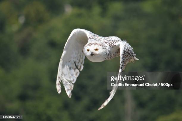 close-up of barn short flying against trees,beaucens,france - barn owl stock-fotos und bilder