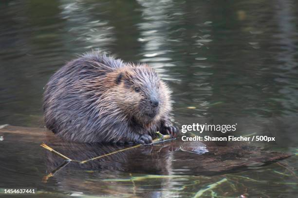 close-up of rat swimming in lake,hope,british columbia,canada - beaver foto e immagini stock