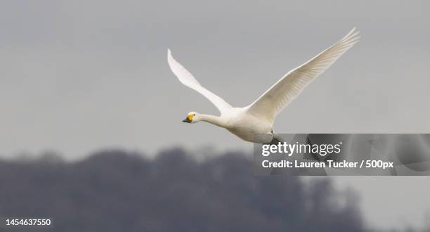 low angle view of seagull flying against sky,wwt slimbridge,united kingdom,uk - lauren white stock pictures, royalty-free photos & images