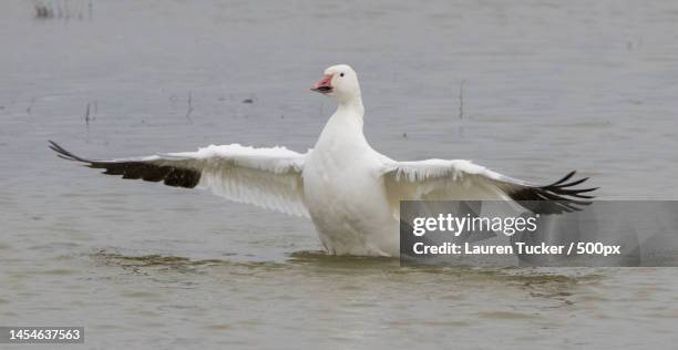 close-up of seagull flying over lake,wwt slimbridge,united kingdom,uk - snow goose stock pictures, royalty-free photos & images