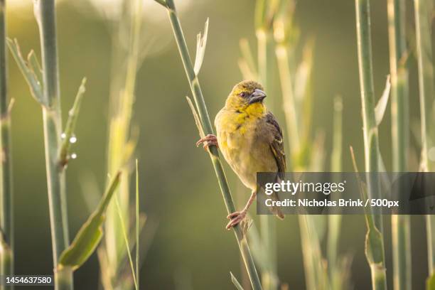 close-up of songfinch perching on plant,lake panic,south africa - zangvogels stockfoto's en -beelden