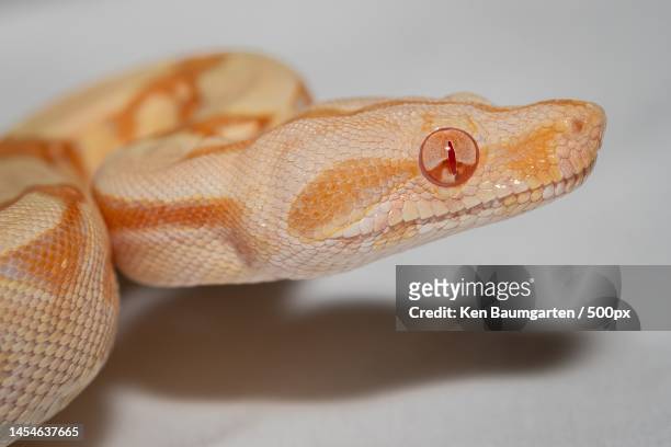 close-up of boa against white background,pennsylvania,united states,usa - boa stock pictures, royalty-free photos & images