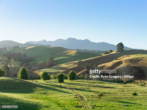scenic view of agricultural field against clear sky,pirongia,new zealand - landscapes places stock pictures, royalty-free photos & images