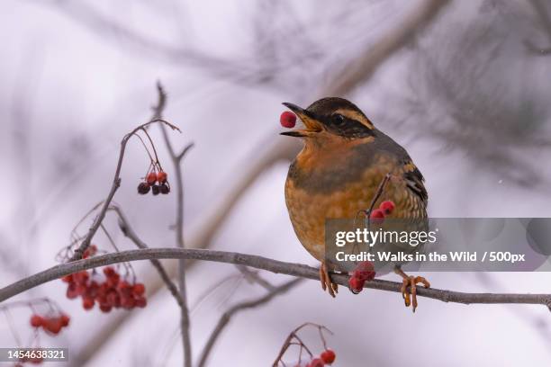 close-up of songthrush perching on branch,canada - cesena foto e immagini stock