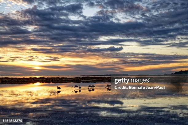 in sunrise, a group of flamingos in the bages pond - narbona fotografías e imágenes de stock