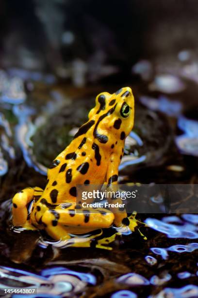 panamanian golden frog - golden frog stock pictures, royalty-free photos & images