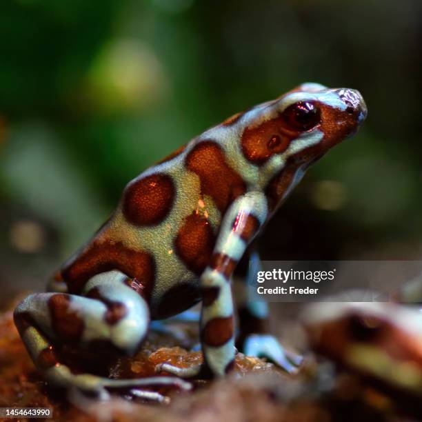 green-and-black poison dart frog (dendrobates auratus), bronze morph - blue frog stock pictures, royalty-free photos & images