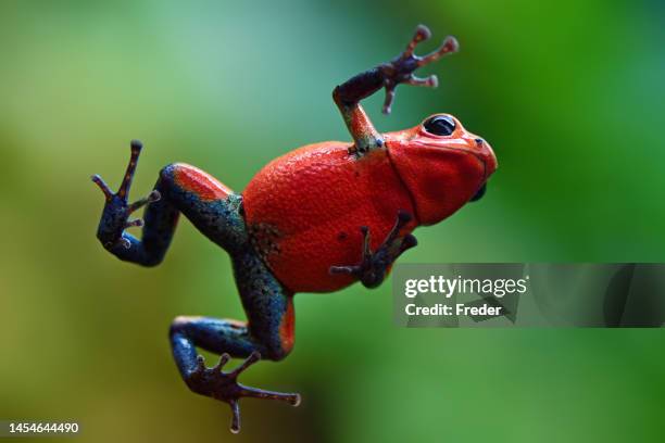 blue-jeans frog or strawberry poison-dart frog - endangered species stock pictures, royalty-free photos & images