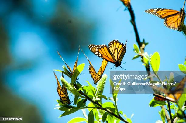 close-up of butterfly pollinating on flower,amanalco de becerra,mexico - monarchfalter mexiko stock-fotos und bilder