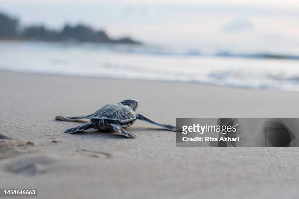 i cuccioli di tartaruga posteriore in pelle vengono rilasciati in mare - hatching foto e immagini stock