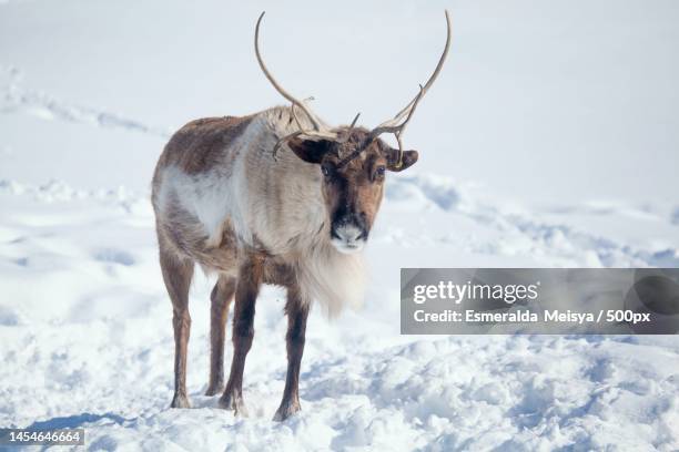 portrait of deer standing on snow covered field,indonesia - reindeer horns stock pictures, royalty-free photos & images
