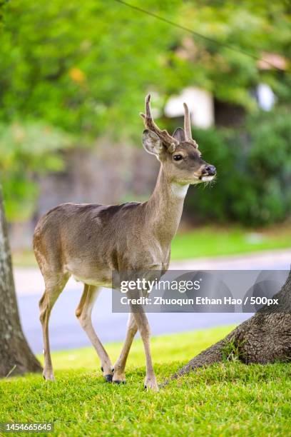 side view of roe white standing on field,austin,texas,united states,usa - roe deer female stock pictures, royalty-free photos & images
