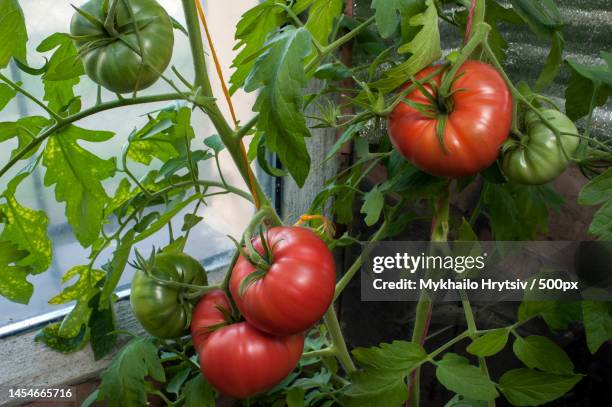 close-up of tomatoes growing on plant,ukraine - tomato plant stock pictures, royalty-free photos & images