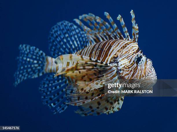 This picture taken on May 30, 2012 shows a winged lionfish at the Beijing Aquarium. The aquarium, which is the largest in China and shaped like a...