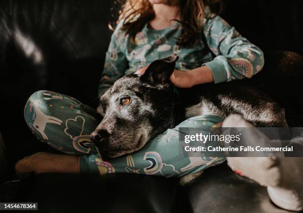 a gentle, old black dog rests her head in a child's lap - compassionate eye fotografías e imágenes de stock