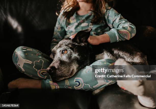 a gentle, old black dog rests her head in a child's lap - animal friendship stock pictures, royalty-free photos & images