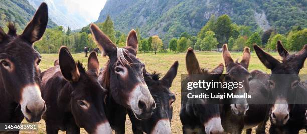 donkey panorama - donkey stock pictures, royalty-free photos & images