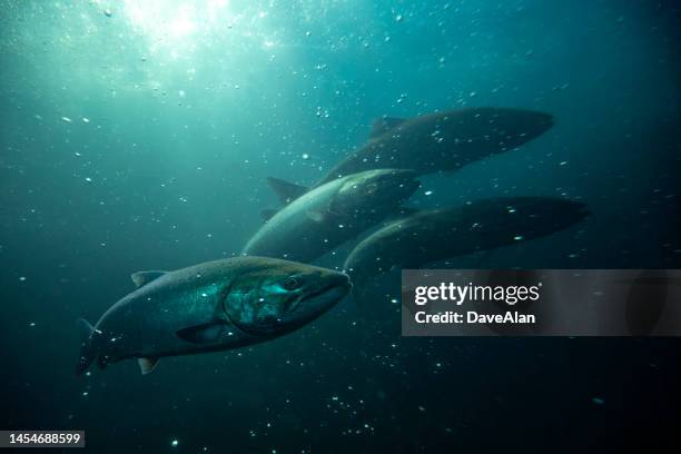 chinook salmon underwater - onder water stockfoto's en -beelden