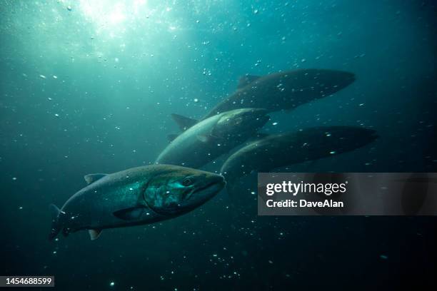 chinook salmon underwater - chinook stock pictures, royalty-free photos & images