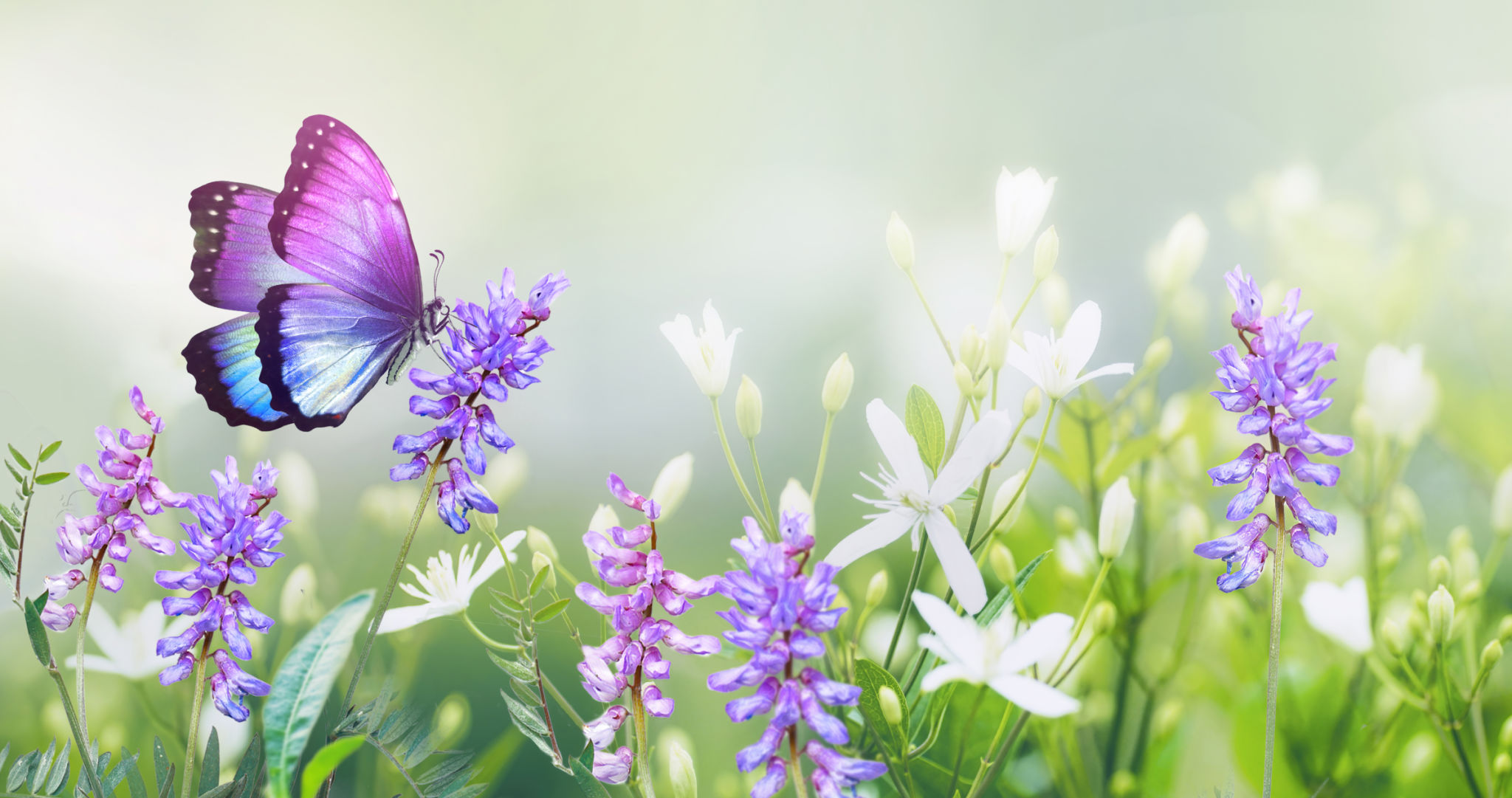butterfly on flower