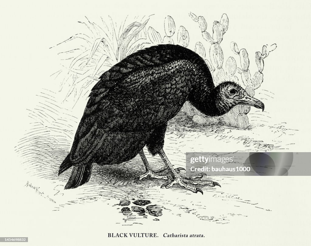 Antique American Engraving, Black Vulture, Bird: Natural History, 1885
