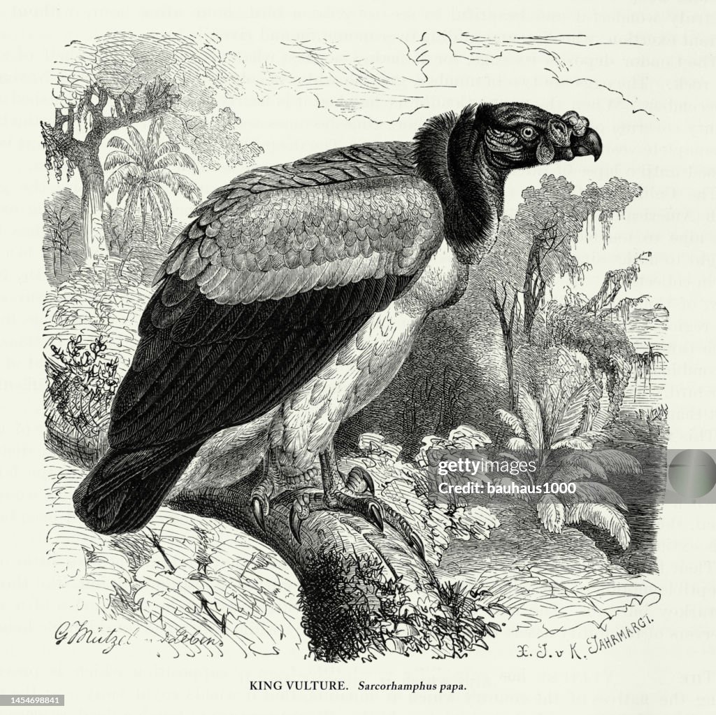Antique American Engraving, King Vulture, Bird: Natural History, 1885