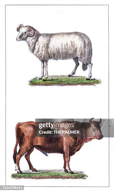 Two Bull Rams 10,003 Ram Animal Stock Photos, High-Res Pictures, and Images - Getty ...