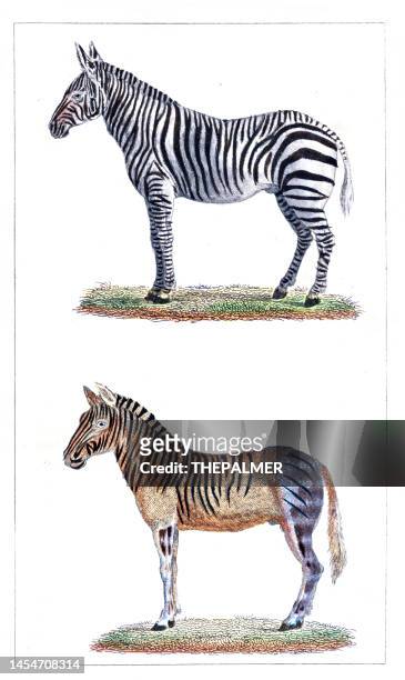 stockillustraties, clipart, cartoons en iconen met zebrea and quagga engraving chromolithograph 1880 - zebra print