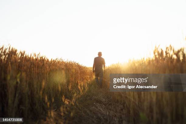 farmer walking in the wheat field - south american culture stock pictures, royalty-free photos & images