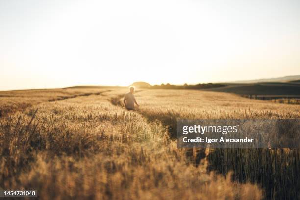 fazendeiro sênior que anda no campo de trigo - santa catarina sul do brasil - fotografias e filmes do acervo