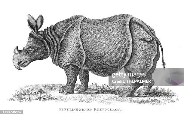 rhinoceros engraving 1809 - rhinoceros hornbill stock illustrations