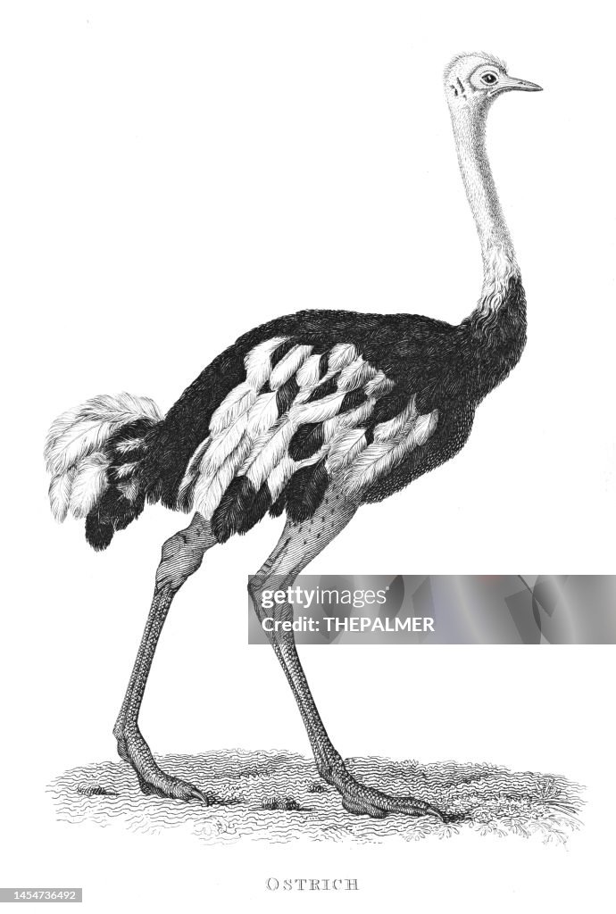Ostrich engraving 1809