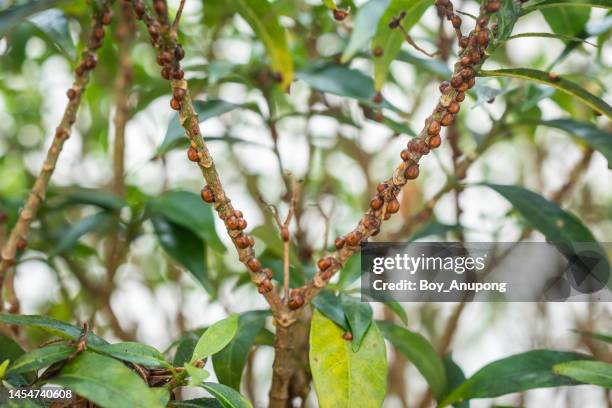 brown scale insects living on a branch of ornamental plant. it grow beneath a wax covering which protects the insect underneath it may be a flattened oval, dome-shaped, oyster shell-shaped etc. - scale insect stock pictures, royalty-free photos & images