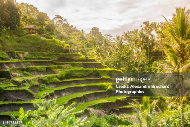 tegallalang rice fields - jatiluwih rice terraces stock pictures, royalty-free photos & images