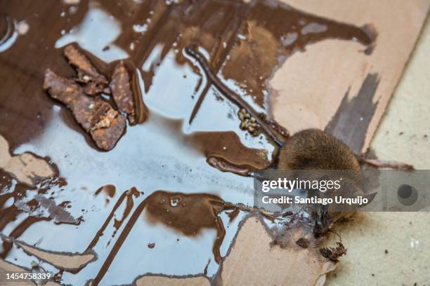 close-up of dead trapped mouse in glue stick - rodent control stock pictures, royalty-free photos & images