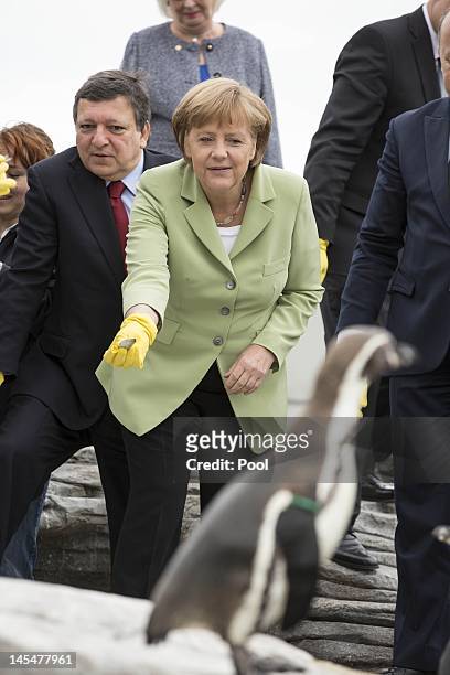 European Commission President Jose Manuel Barroso and German Chancellor Angela Merkel feed the penguins on the roof of the Baltic Sea aquarium during...