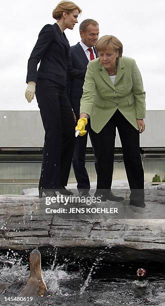 Danish Prime Minister Helle Thorning-Schmidt, Finland's MP Jyrki Katainen and German Chancellor Angela Merkel feed penguins at the Oceaneum during...